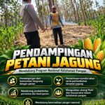 Polsek Parengan Polresta Tuban Pantau Lahan Jagung Warga Desa Ngawun Dukung Program Astacita