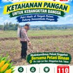 Anggota Polsek Singgahan Polresta Tuban Turun Cek Tanaman jagung Warga di Desa Lajo Lor