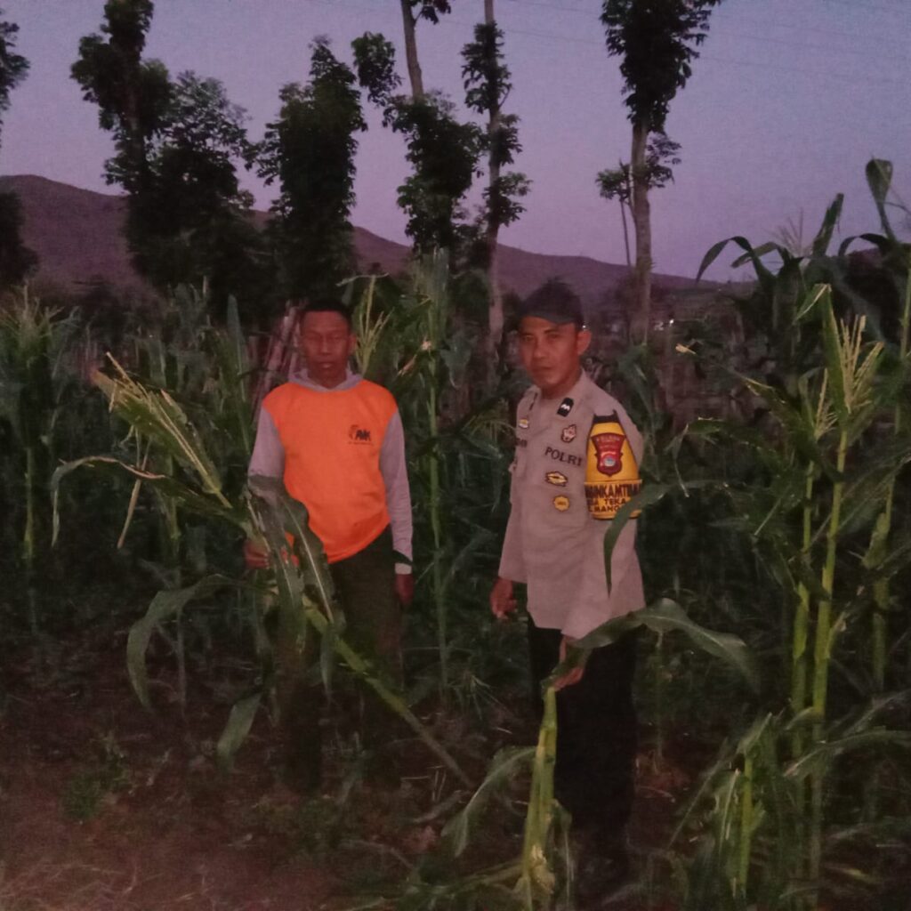 BHABINKAMTIBMAS TEKASIRE SAMBANGI PETANI JAGUNG DI LADANG, DORONG KETAHANAN PANGAN NASIONAL