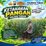 Bhabinkamtibmas Polsek Tuban Pantau Lahan Pertanian Jagung, Dukung Ketahanan Pangan Nasional