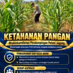 Mendukung Program Ketahanan Pangan, Bhabinkamtibmas Monitoring Pertumbuhan Jagung