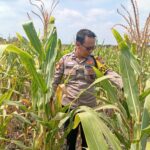 Dukung astacita Presiden RI, Polmas Polsek Kenduruan cek perkembangan tanaman jagung milik petani