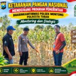 Mendukung Asta Cita Presiden bhabinkamtibmas Polsek Montong Polresta Tuban Pantau Kodisi Tanaman Jagung Milik Warga Desa pakel