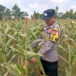 Dukung Astacita Presiden Ri, Kanit Binmas Polsek Kenduruan Polresta Tuban Cek Perkembangan Tanaman Jagung Milik Petani .