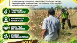 Polri Dukung Astacita, Polsek Rengel Polresta Tuban Turun Cek Tanaman Jagung Warga di Desa Rengel