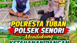 Bhabinkamtibmas Polsek Senori Polresta Tuban Lakukan Pemantauan Tanaman Jagung Warga Desa Wanglukulon Program Ketahanan Pangan