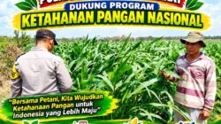 Polri dukung progam Astacita, Polsek Jatirogo Polresta Tuban Turun Cek Tanaman jagung Warga di Desa Dingil