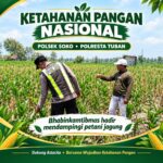 Polsek Soko Polresta Tuban Turun Langsung Cek Tanaman Jagung Warga