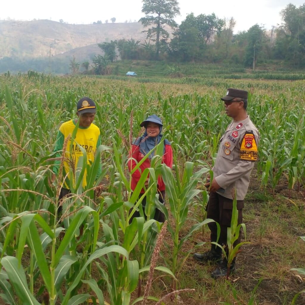 Dukung Ketahanan Pangan, Bhabinkamtibmas Polres Bima Kota Cek Tanaman Jagung Warga Binaan