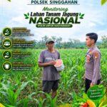 Anggota Polsek Singgahan Polresta Tuban Turun Cek Tanaman jagung Warga di Desa Mulyoagung