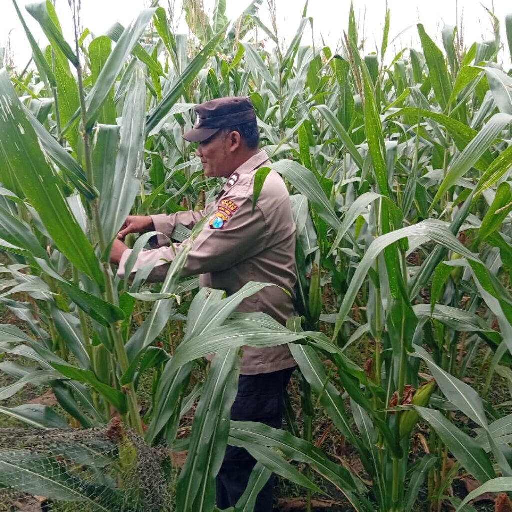 Dukung Astacita Presiden, Polmas Polsek Kenduruan Polresta Tuban Pantau Perkembangan Tanaman Jagung Petani di Desa Jamprong .