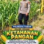 Mendukung Program Ketahanan Pangan, Bhabinkamtibmas Monitoring Pertumbuhan Jagung