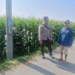 Bhabinkamtibmas Desa Terara Monitoring Lahan Pertanian, Polri Dukung Ketahanan Pangan Nasional