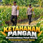 Mendukung Program Ketahanan Pangan, Bhabinkamtibmas Monitoring Pertumbuhan Jagung
