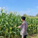 Dukung Ketahanan Pangan Nasional, Bhabinkamtibmas Polsek Tambakboyo Cek Lahan Jagung Binaan Menjelang Panen