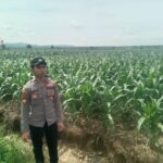 Anggota Polsek Singgahan Polresta Tuban Turun Cek Tanaman jagung Warga di Desa Lajo Lor