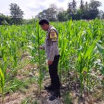Dukung Ketahanan Pangan Nasional, Bhabinkamtibmas Buin Baru Pantau Perawatan Tanaman Jagung Warga di Buer