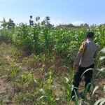 Polsek Soko Polresta Tuban Turun Langsung Cek Tanaman Jagung Warga