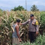 Bhabinkamtibmas Desa Leu pantau perkembangan jagung, dukung ketahanan pangan