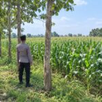 Dukung Asta Cita Presiden, Polsek Tambakboyo Monitoring Lahan Jagung Binaan Yang Tumbuh Subur