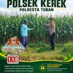 ANGGOTA POLSEK KEREK POLRESTA TUBAN PANTAU PERTUMBUHAN TANAM JAGUNG