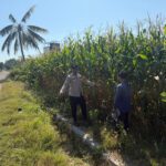 Dukung Swasembada Pangan Presiden RI, Bhabinkamtibmas Desa Pukat Dampingi Petani Cek Perkembangan Tanaman Jagung