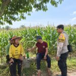 Perkuat Sinergi Dengan Petani, Bhabinkamtibmas Polsek Tambakboyo Gelar Dialogis di Lahan Jagung Binaan