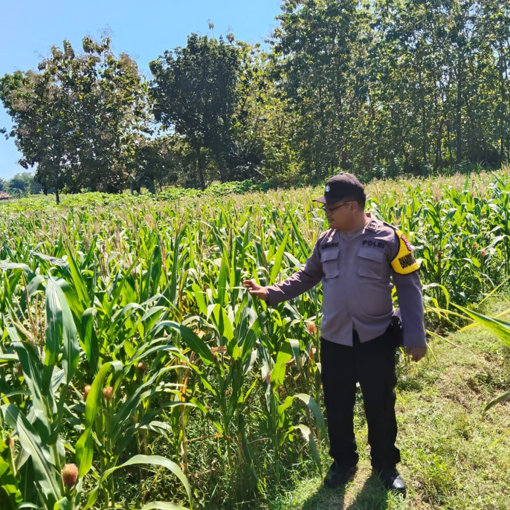 DUKUNG KETAHANAN PANGAN! Polsek Jatirogo Cek Lahan Jagung Warga Desa Demit