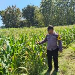 DUKUNG KETAHANAN PANGAN! Polsek Jatirogo Cek Lahan Jagung Warga Desa Demit