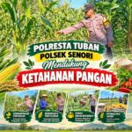 Bhabinkamtibmas Polsek Senori Polresta Tuban Lakukan Pemantauan Tanaman Jagung Warga Desa Sendang Guna Mendukung Program Ketahanan Pangan