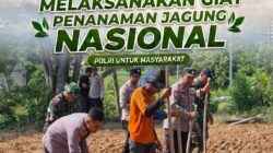 Sinergi TNI-Polri di Bancar, Dampingi Warga Tanam Jagung Demi Dukung Ketahanan Pangan