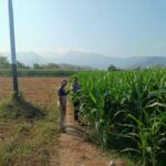 Dukung Swasembada Pangan Nasional, Bhabinkamtibmas Desa Tarusa Pantau Perkembangan Lahan Jagung Satu Hektar